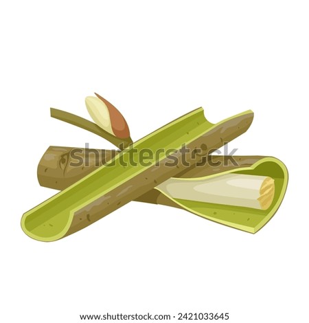 Vector illustration, willow bark, scientific name Salix alba, isolated on white background. Royalty-Free Stock Photo #2421033645