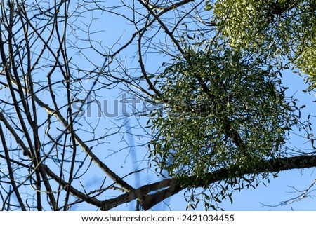 White mistletoe berries on a tree in the forest. Mistletoe is a parasite on the tree.