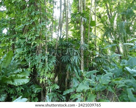 Soroa, Cuba - January 18 2024: Picture showing the stunning wild nature of Cuba near Soroa