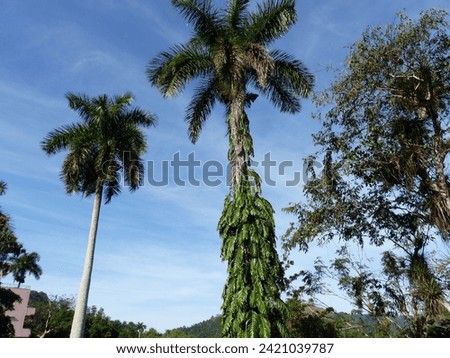 Soroa, Cuba - January 18 2024: Picture showing the stunning wild nature of Cuba near Soroa
