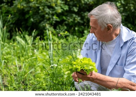 Man picking lettuce and dill, suggesting eco-friendly food sources and self-sufficiency. Seniors lifestyle in countryside, gardening in the retirement. High quality photo
