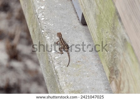 Brown Anole (Anolis sagrei) resting along hiking trail at Manatee Viewing Center