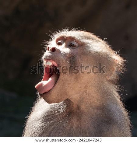 Papio monkey in Chapultepec park in Mexico City