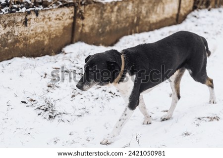 Black and white old sad hungry homeless dirty scarred rural mongrel dog with a collar walks along the road in winter in the frost on the snow. Animal photography, outdoor portrait.