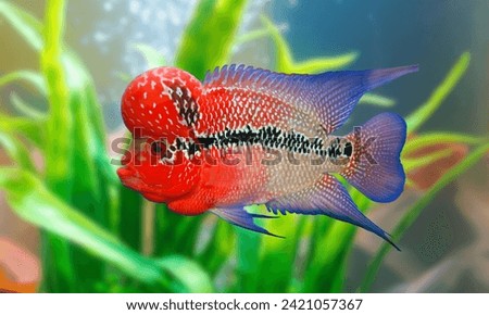 Flowerhorn Cichlid Colorful Cute fish swimming in Aquarium deep blue freshwater fish tank. Flower horn fishes are ornamental fish that symbolizes the luck of feng shui in the home of the Asian people
