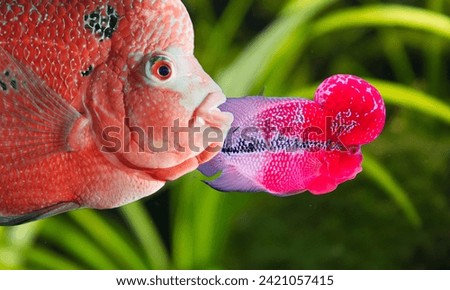 Flowerhorn Cichlid Colorful Cute fish swimming in Aquarium deep blue freshwater fish tank. Flower horn fishes are ornamental fish that symbolizes the luck of feng shui in the home of the Asian people
