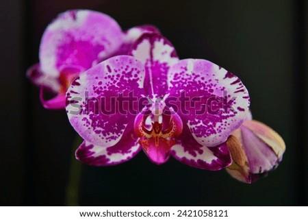 A dark pink large orchid on a dark background