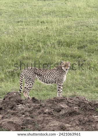 Cheetah in the wild in Kenya