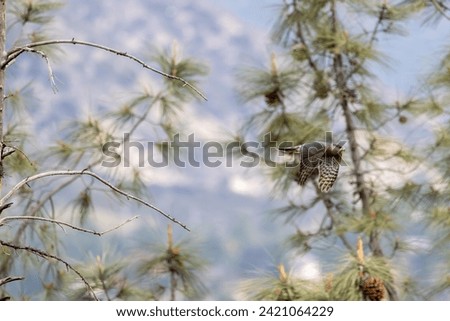 Cooper's Hawk Flying in Flight with Trees and Mountains in Background
