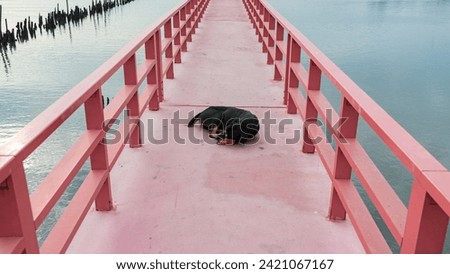 Picture of a black and brown Thai dog. Lying curled up on the red bridge 
Receive the sunshine to warm up happily alone. 
In the middle of an atmosphere surrounded by nature. and mangrove forests