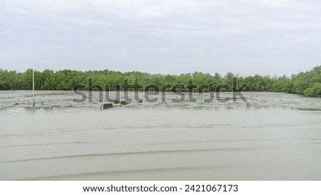 "Image of a mangrove forest with dense trees. It is a natural barrier 
between sea water and fresh water. to flow together 
There was a clear sky with some clouds. and soft sunlight from the sun
