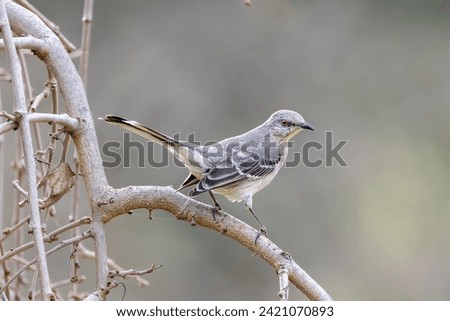 Northern Mockingbird Perched on Tree Branch with Blurred Background