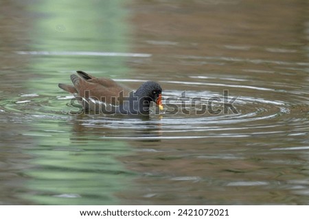 Adult bird of Water Hen (Ban) is swimming leisurely on the water surface reflecting wintry desolation Metasequoia