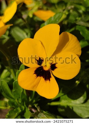 Pansy flower with yellow and black brown color, butterfly-like pattern