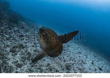 Diving with Sunfish or Mola mola in Bali, Indonesia.