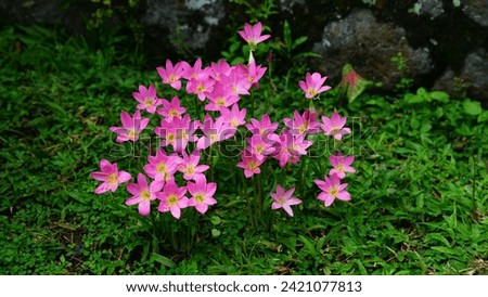 Fairy lily flower (Lily Musim hujan) ( Zepyranthes) or rain lily flower