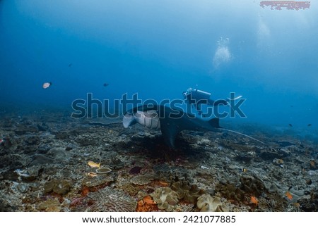 Scuba Diving with Oceanic, Reef, Black Manta Ray in Nusa Penida Bali, Indonesia Royalty-Free Stock Photo #2421077885