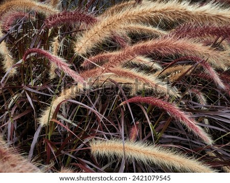 Purple Fountain Grass which is used as an ornamental plant in the yard Royalty-Free Stock Photo #2421079545