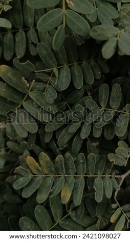 Nature dark green leaves image. tamarind leaves photos for wallpaper. tropical leaf foliage nature dark green background. Natural green leaves photography