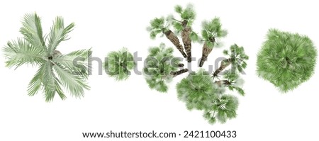 Hyophorbe lagenicaulis, Chamaerops humilis trees rendered from the top view, 3D illustration, for digital composition, illustration, 2D plans, architecture visualization Royalty-Free Stock Photo #2421100433