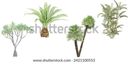 Phoenix canariensis,Chamaerops Dypsis lutescens,Pandanusutilis Trees for landscape plan and architecture layout Royalty-Free Stock Photo #2421100553