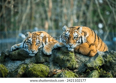 The South China tiger is a wonderful creation in the environment that looks very scary