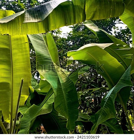 A banana leaf image taken from close range with high quality and a little extra contrast and editing.