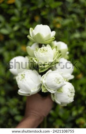 close up, many of white lotus bud in hand. Thai traditional style.
