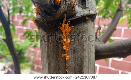 orange coral fungus growing on bamboo. This mushroom looks very beautiful and attractive because of its striking color. Royalty-Free Stock Photo #2421109087