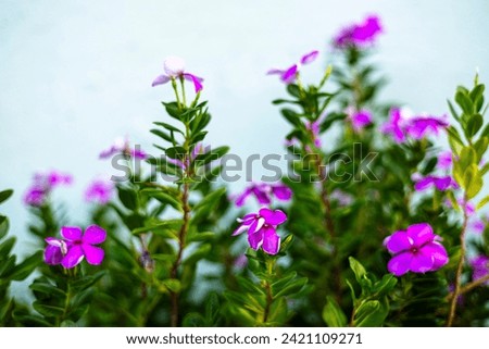 The purple Catharanthus roseus are blooming in the garden. selective focus of pink flowers periwinkle or Catharanthus roseus Royalty-Free Stock Photo #2421109271