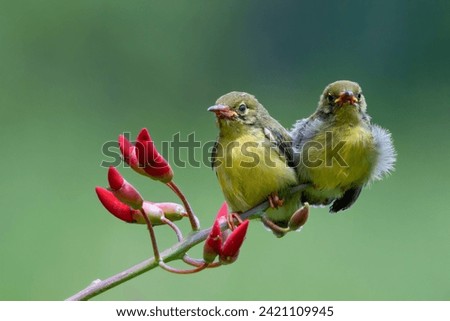 Olive-backed Sunbird chicks are waiting to eat on a branch, Baby Olive-Backed Sunbirds (Cinnyris Jugularis) on branch