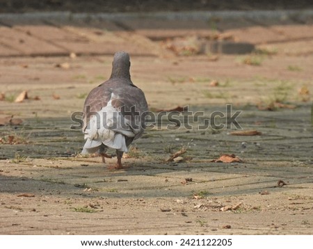 A picture of a walking dove.