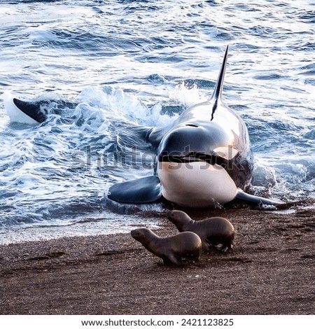 The Orca or killer whale is a toothed whale that is the largest member of the Oceanic dolphin family. The whale reached the beach where sea cat also present. Royalty-Free Stock Photo #2421123825