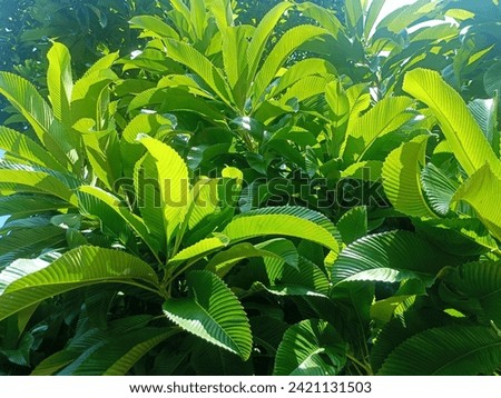 Chalta or elephant apple leaves on tree. A kind of sour apple. Dillenia indica.
