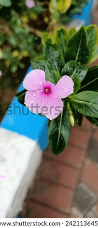 Dew on Madagascar or rosy periwinkle plant (Catharantus roseus) is a spectacular plant used as a groundcover or traili