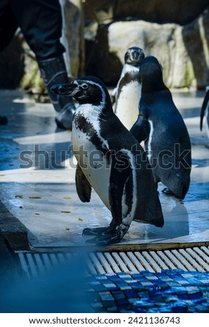 Beautiful Penguin colony, group, cold, zoo, polar, winter, black, white, colorful, beak, bird, sea, background, texture, animals, nature, fresh, blurred background, penguins, aquatic, antarctica, ice