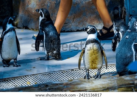 Beautiful Penguin colony, group, cold, zoo, polar, winter, black, white, colorful, beak, bird, sea, background, texture, animals, nature, fresh, blurred background, penguins, aquatic, antarctica, ice