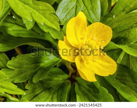 Close-up of vibrant yellow anemone flower in full bloom, surrounded by lush green leaves. Anemone is a stunning flowering plant in the buttercup family, native to Europe, Asia, and North America. Royalty-Free Stock Photo #2421145425