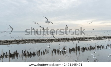 Picture of a group of white seagulls that fly together in large groups around the mangrove forest There is a stone wall separating the saltwater from the sea on the opposite side.