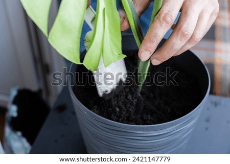 Man gardener hands transplant monstera house plant in pot. Concept of home gardening. Taking care of home plants. Spring replanting Royalty-Free Stock Photo #2421147779