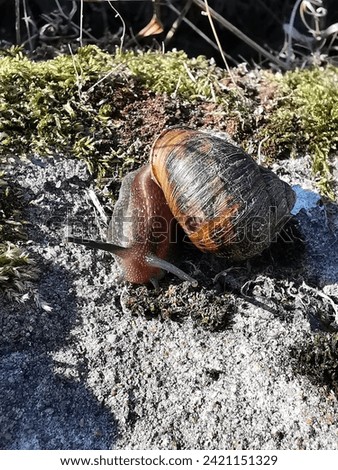Big and old garden snail on sandstone and moss on a sunny day looking at the camera with the feelers out Royalty-Free Stock Photo #2421151329