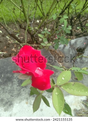 Most beautiful rose flowers  with petals 