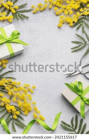 Mimosa branch and gift boxes  on gray concrete background.  Beautiful spring background with place for text.