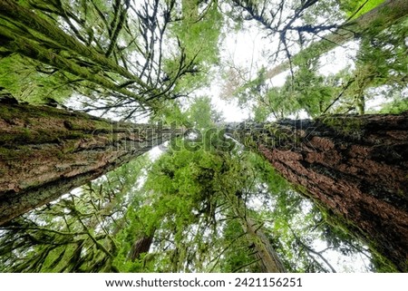 Towering Douglas Fir in Vancouver Island's Cathedral Grove, where ancient sentinels surpass 70 meters, creating a majestic forest cathedral. Royalty-Free Stock Photo #2421156251