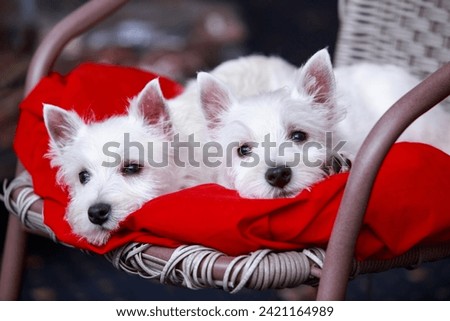 Two West Highland White Terrier dogs on a chair