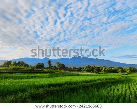Calm and beautiful view of rural nature on farmland against mountains and charming blue sky. Photographed early in the morning,