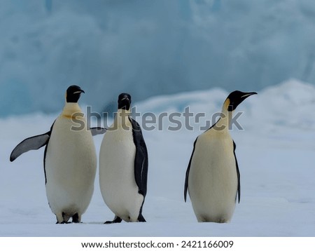 Emperor penguin, Aptenodytes forsteri, near the colony at Snow Hill on the sea ice in the Weddell sea, Antarctica