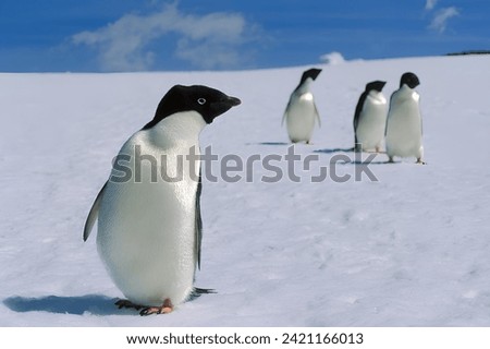 adelie penguin (Pygoscelis adeliae), in snow, Antarctica