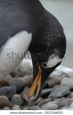 Gentoo penguin in zoolining its nest with small pebbles