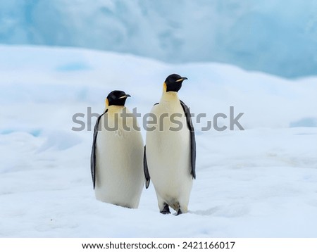 Emperor penguin, Aptenodytes forsteri, near the colony at Snow Hill on the sea ice in the Weddell se.
